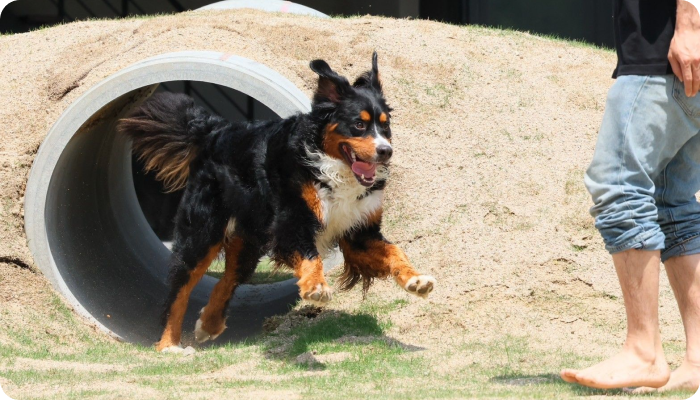 淡路島の愛犬と泊まれる貸別荘「ハウオリ」