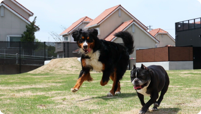 淡路島の愛犬と泊まれる貸別荘「ハウオリ」