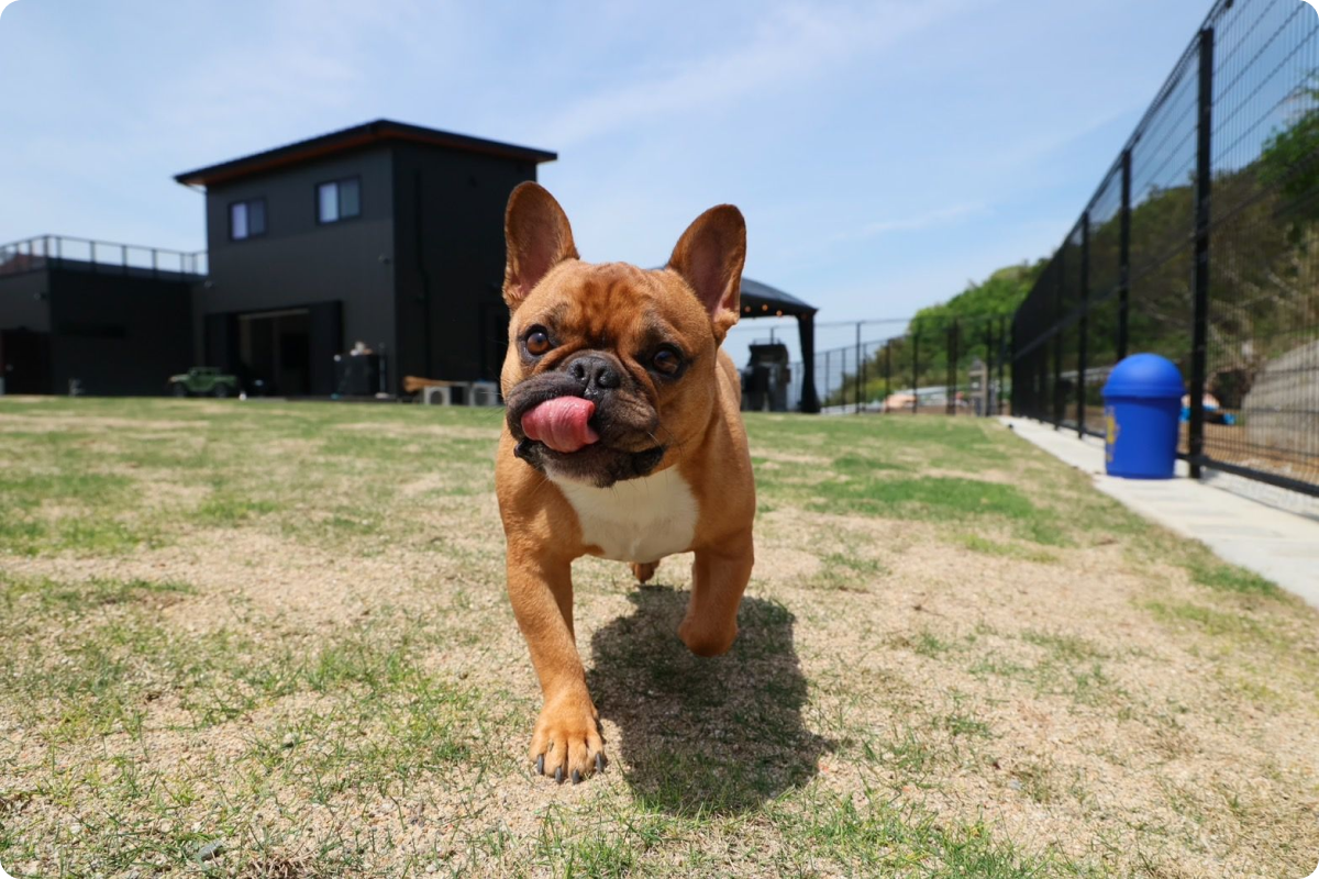 淡路島の愛犬と泊まれる貸別荘「ハウオリ」